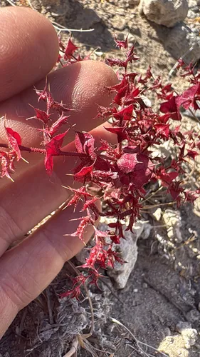 Perfoliate Spineflower