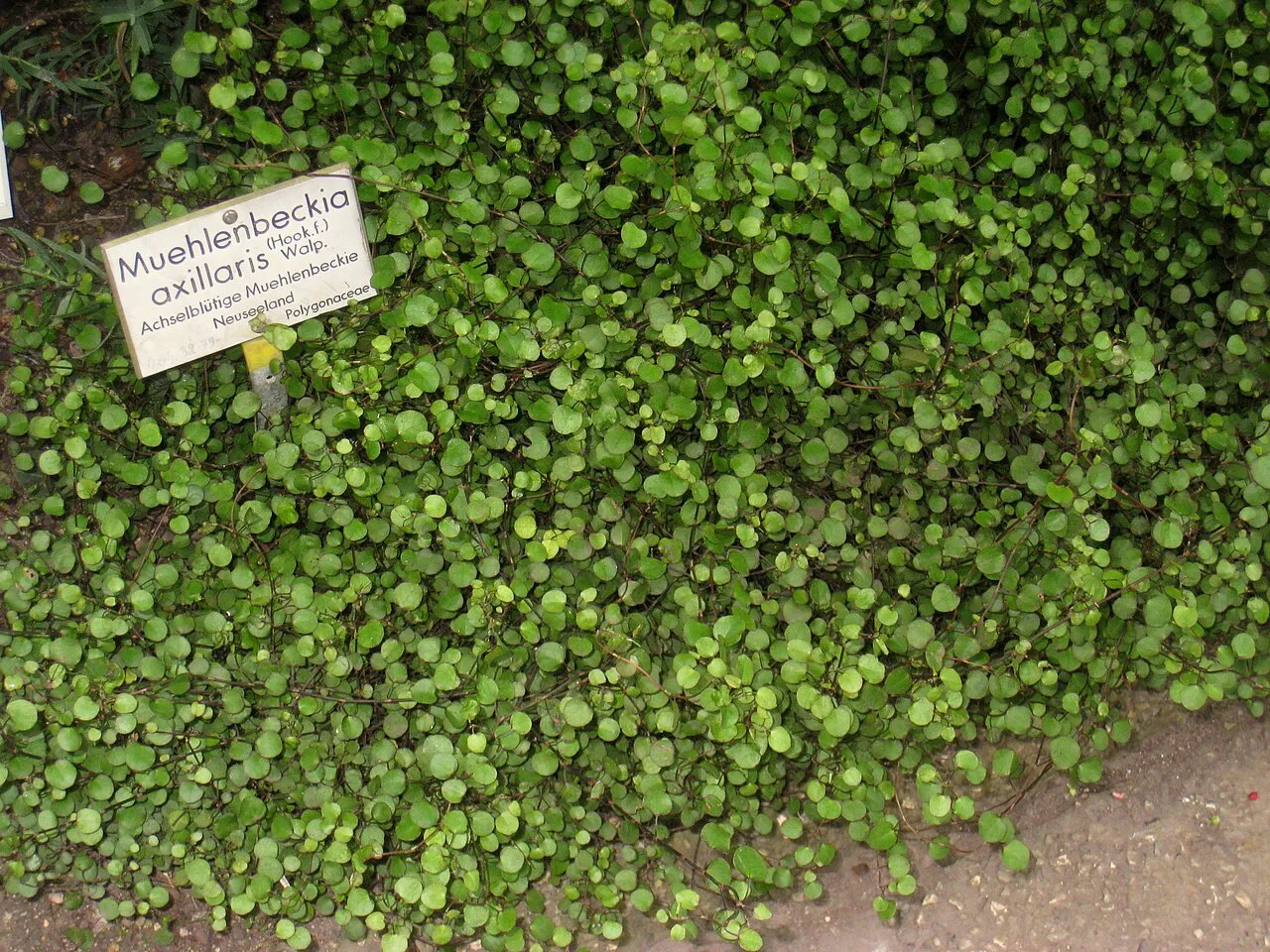 Sprawling Wirevine