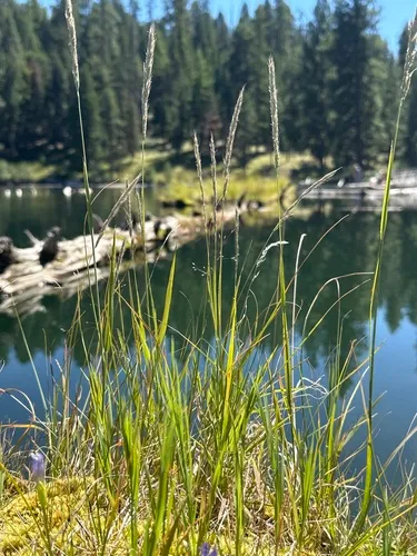 Foxtail Muhly — photo by grassgirl