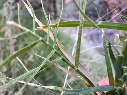 Scratchgrass — photo by Matt Lavin