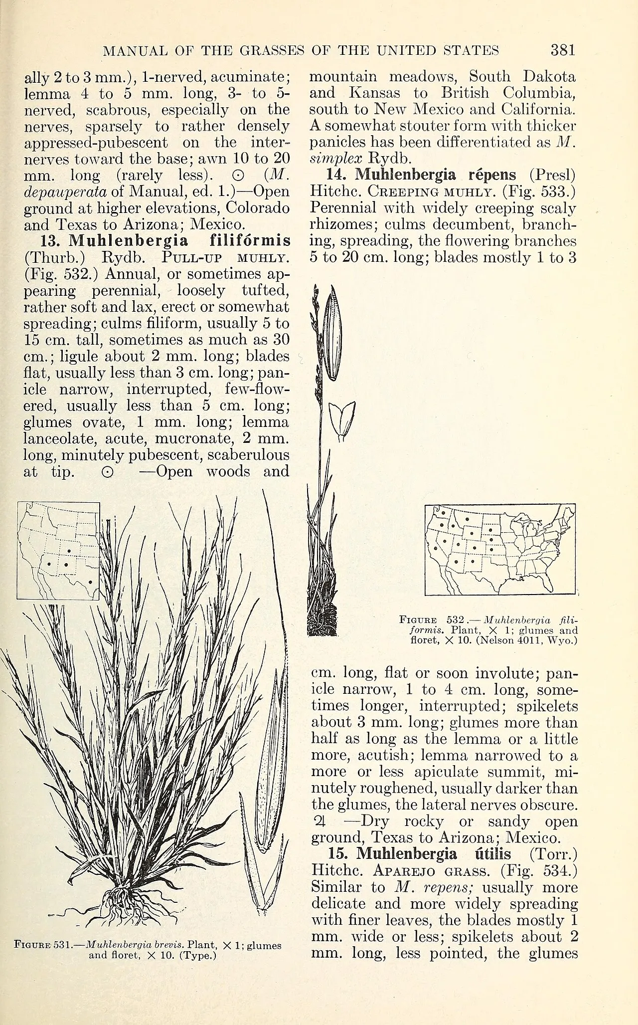 Short Muhly — photo by Chase, Agnes; Hitchcock, A. S.