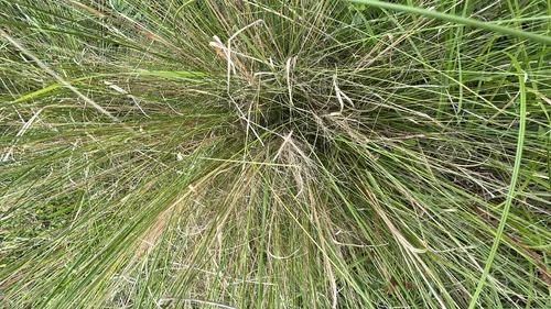 Hairawn Muhly — photo by sheldor7