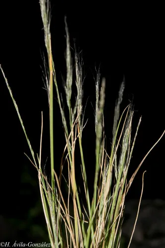 Mexicali Muhly — photo by Heriberto Ávila-González