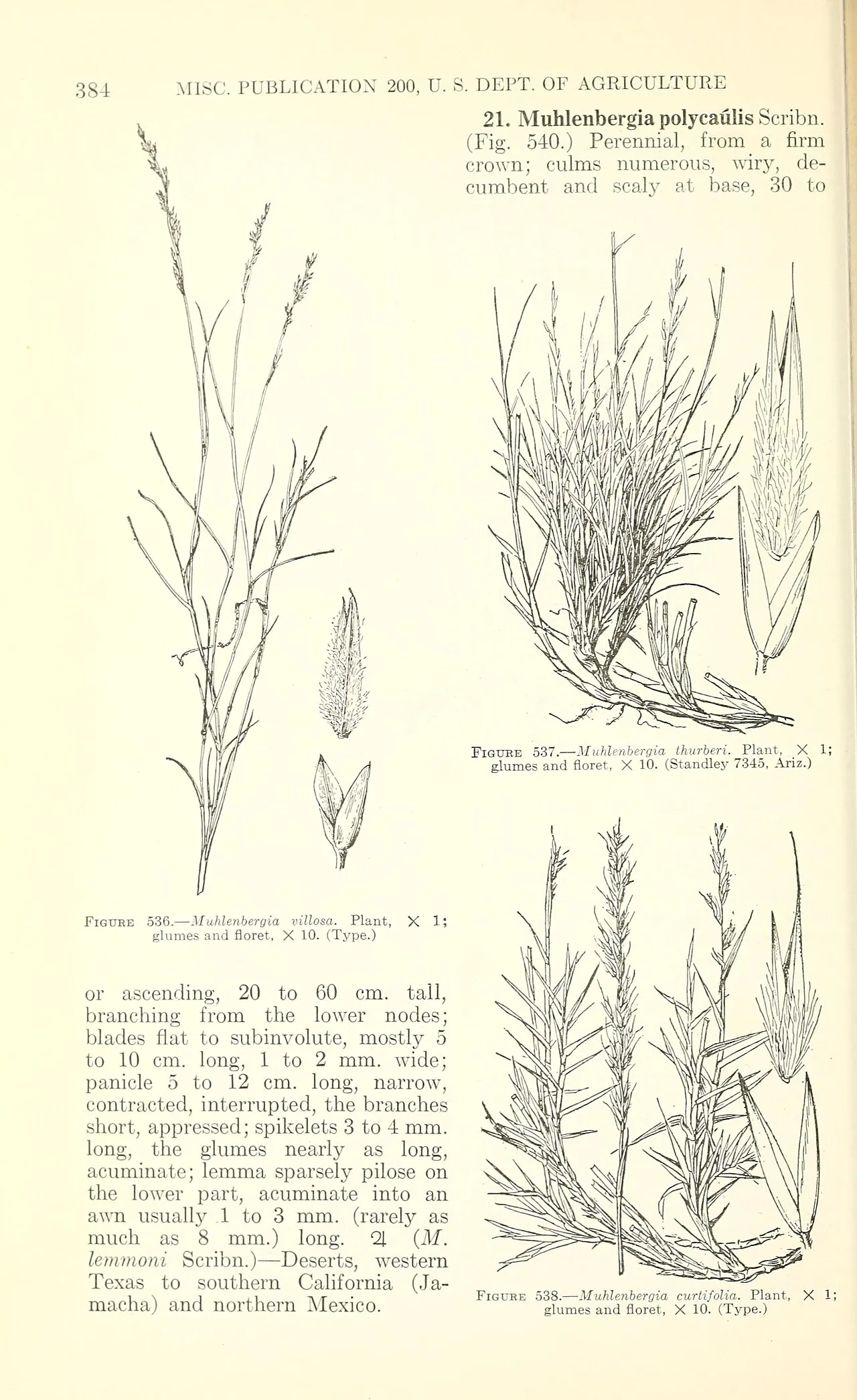 Utah Muhly — photo by Chase, Agnes; Hitchcock, A. S.