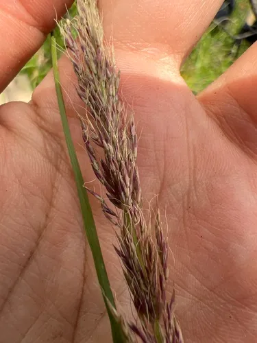 Pine Muhly — photo by Diego