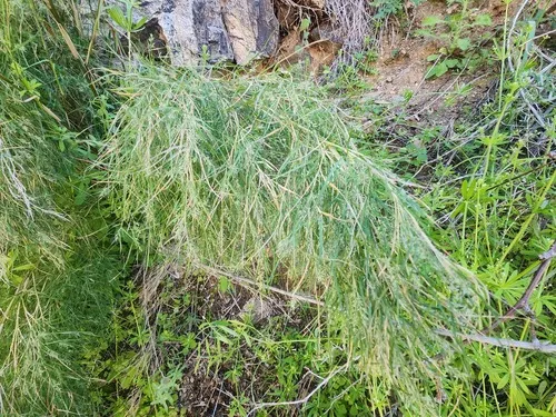 Bamboo Muhly
