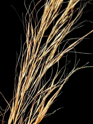 Sycamore Muhly — photo by Jaxon Lane