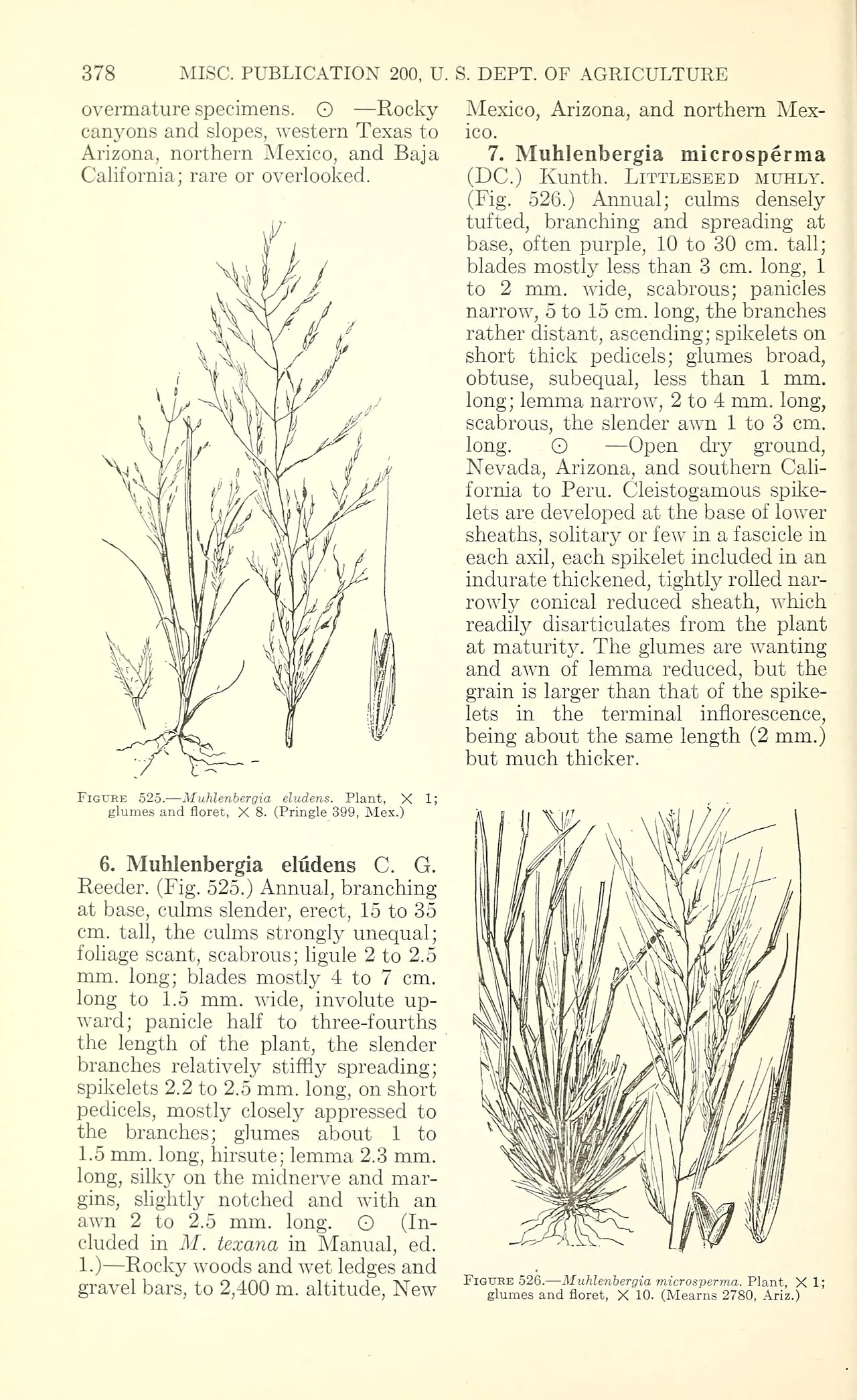 Gravelbar Muhly — photo by Chase, Agnes; Hitchcock, A. S.