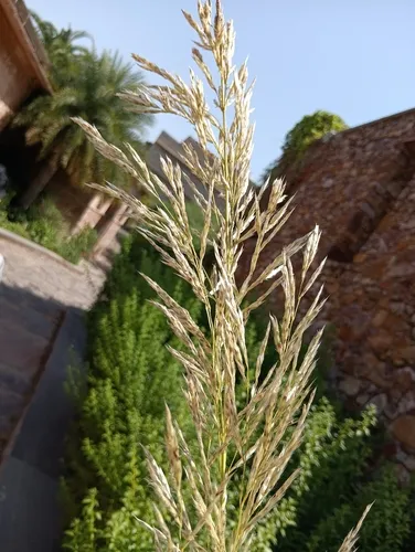 Bullgrass