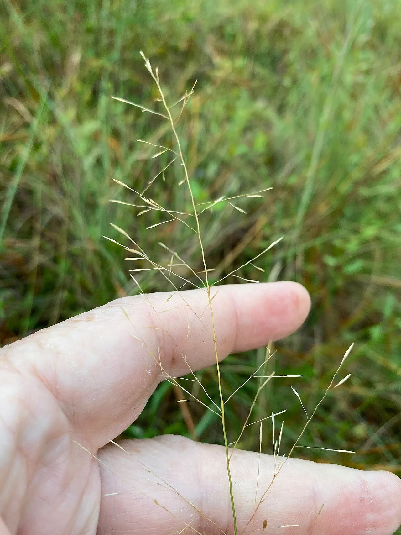 Cutover Muhly — photo by no rights reserved