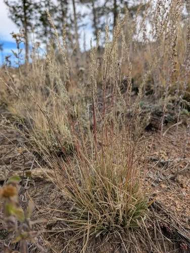 Slimstem Muhly — photo by Jennifer Ackerfield