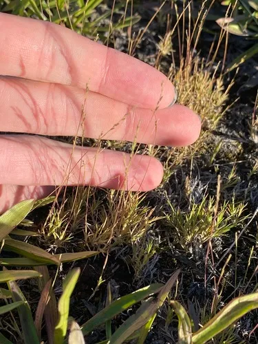 Pullup Muhly — photo by Jordan Collins