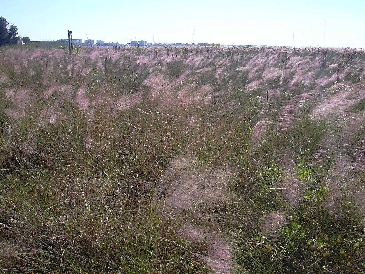 Gulfhairawn Muhly — photo by Forest & Kim Starr