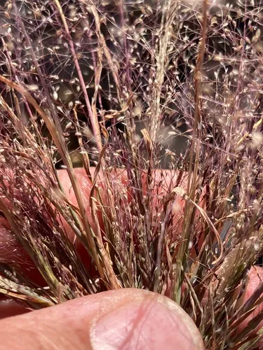 Delicate Muhly — photo by Adam J. Searcy