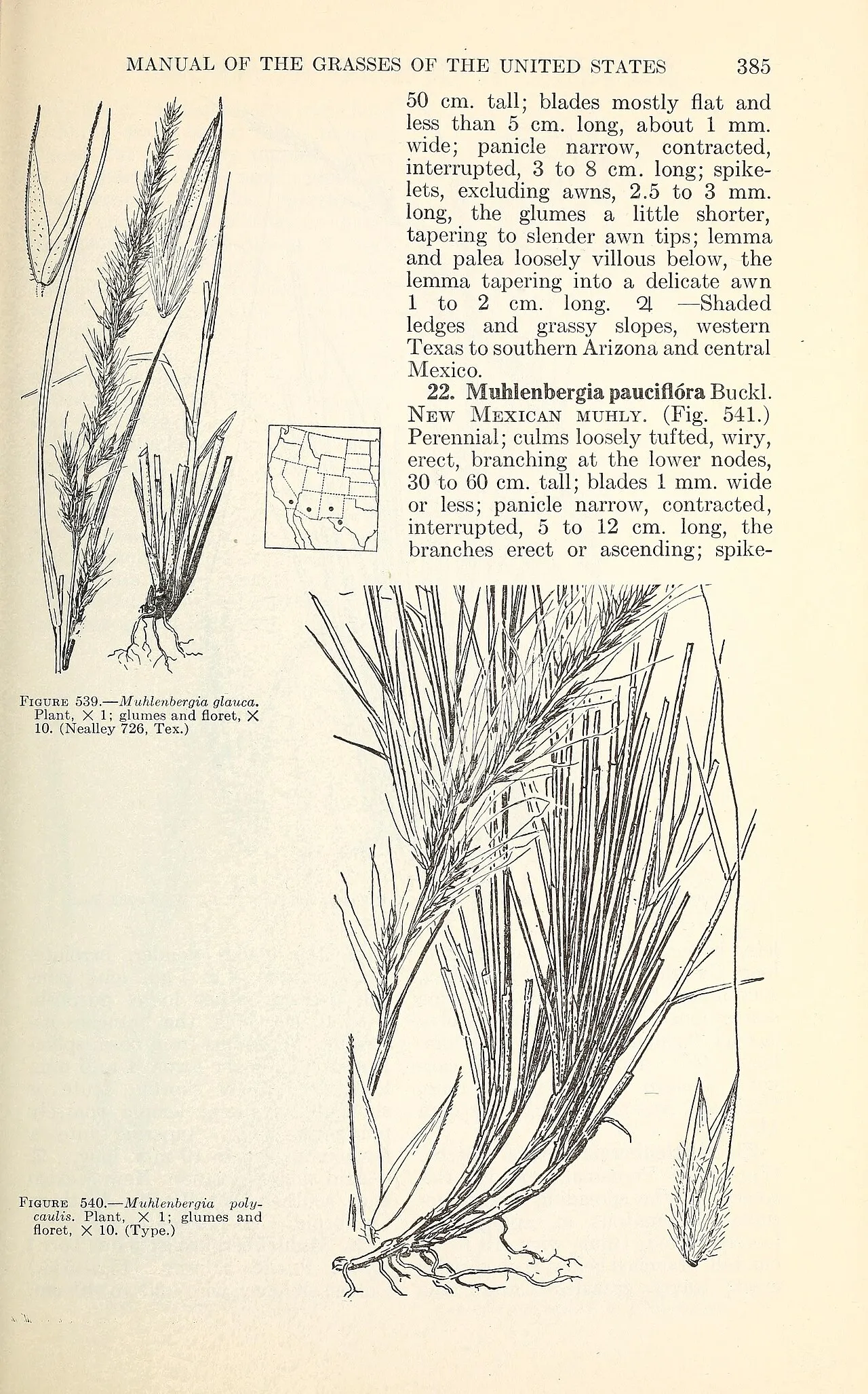 Desert Muhly — photo by Chase, Agnes; Hitchcock, A. S.