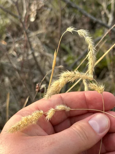 Spiked Muhly — photo by Kallum McDonald
