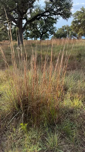 Lindheimer's Muhly — photo by velvet-ant