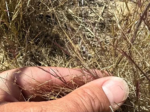 Littleseed Muhly — photo by Justin M. Wood