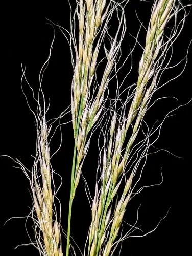 New Mexico Muhly — photo by Jaxon Lane