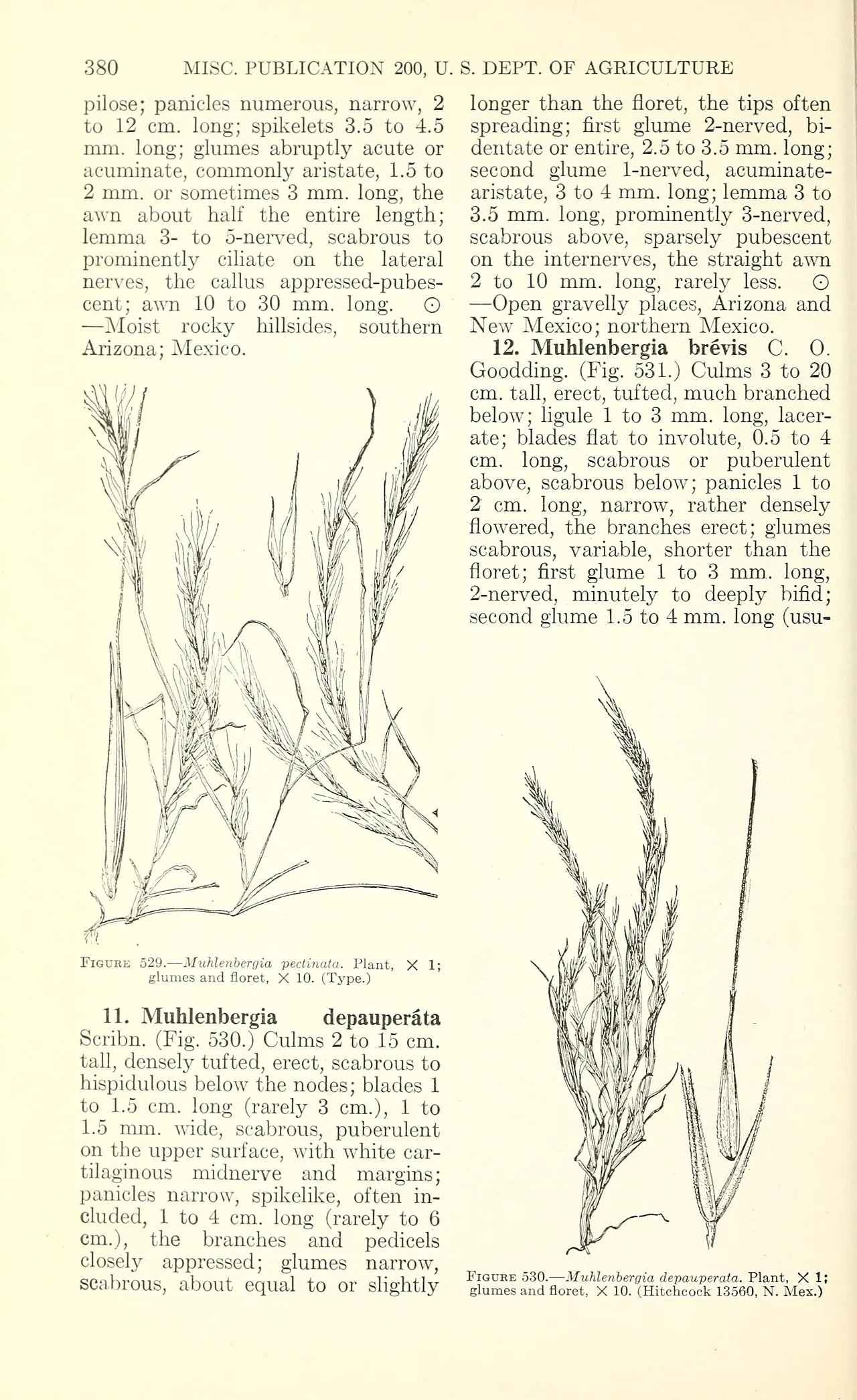Combtop Muhly — photo by Chase, Agnes; Hitchcock, A. S.