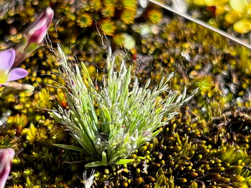 Peruvian Muhly — photo by Fabien Anthelme