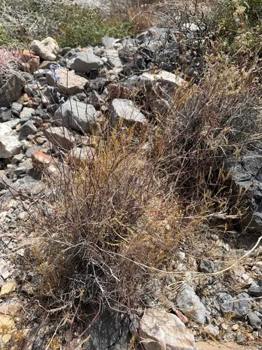 Bush Muhly