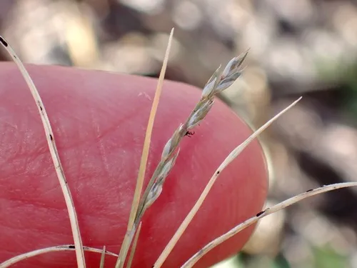 Creeping Muhly — photo by Sue Carnahan