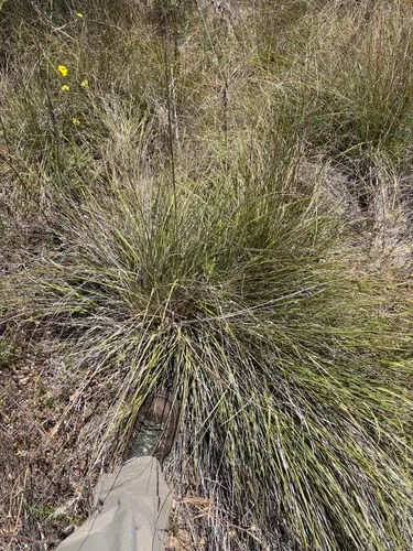Deergrass — photo by John Martin