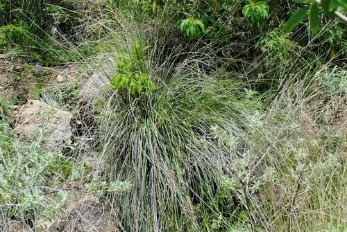 Purple Muhly — photo by Roberto