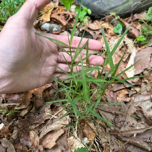 Nimblewill — photo by Alex Yu