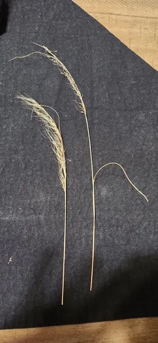 Curlyleaf Muhly — photo by Tara