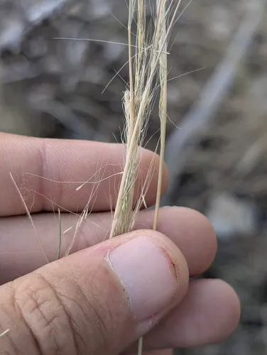 Longawn Muhly — photo by Austin R. Kelly