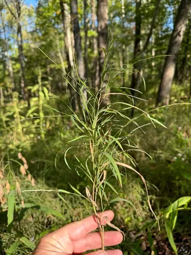 Woodland Muhly — photo by abelkinser
