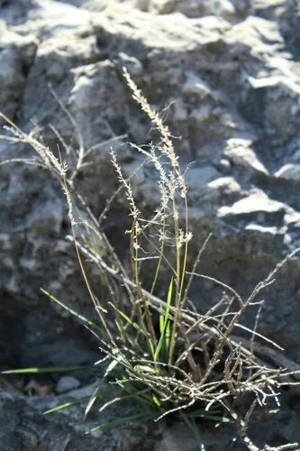 Slender Muhly — photo by Mixael Martinez