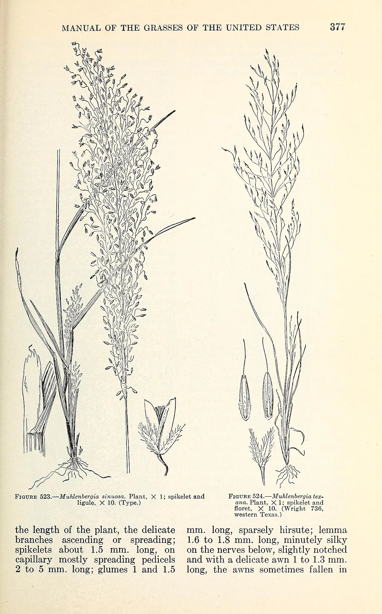Texas Muhly — photo by Chase, Agnes; Hitchcock, A. S.