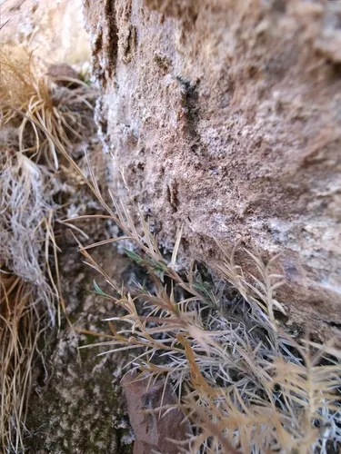 Thurber's Muhly — photo by Braydon Lake
