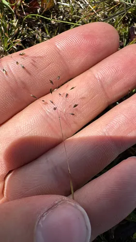 Bog Muhly