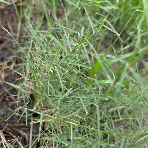 Aparejograss