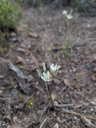 Inland Muilla — photo by Trash Panda Permaculture