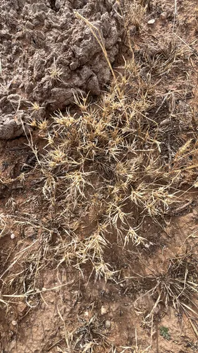 False Buffalograss — photo by Colin Danch