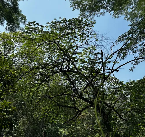 Strawberrytree