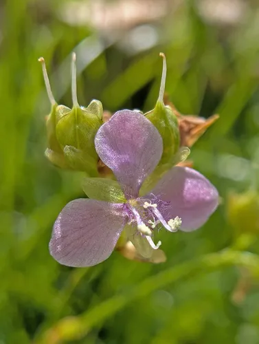 Nakedstem Dewflower