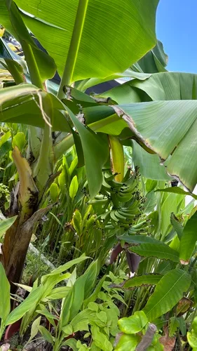 Edible Banana — photo by sanahawwa