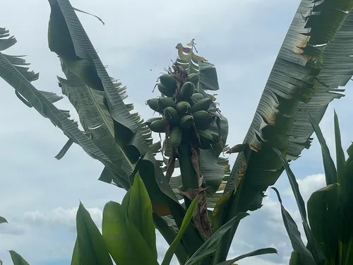 Fe'i Banana