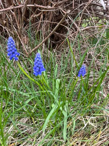 Armenian Grape Hyacinth