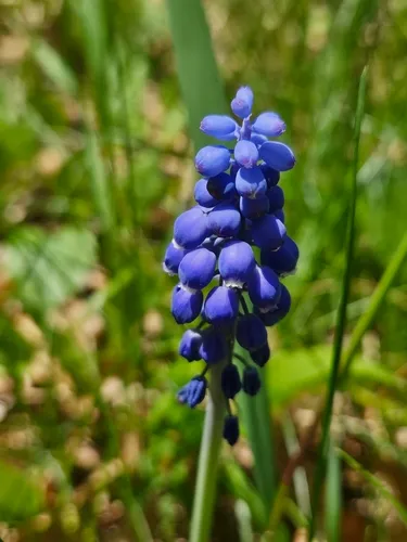 Common Grape Hyacinth