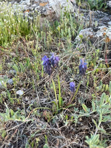 Starch Grape Hyacinth