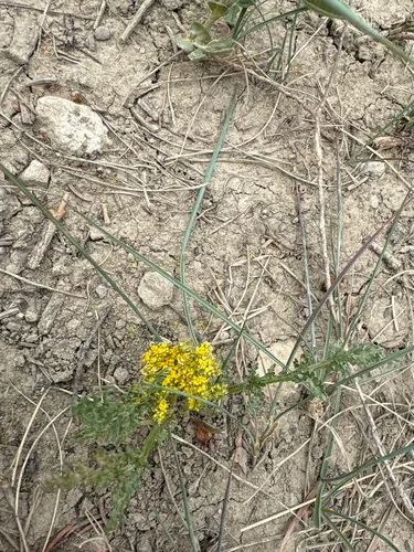 Leafy Wildparsley