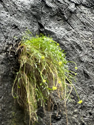 Narrowleaf Wildparsley — photo by svmbo_