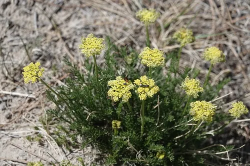 Slender Wildparsley